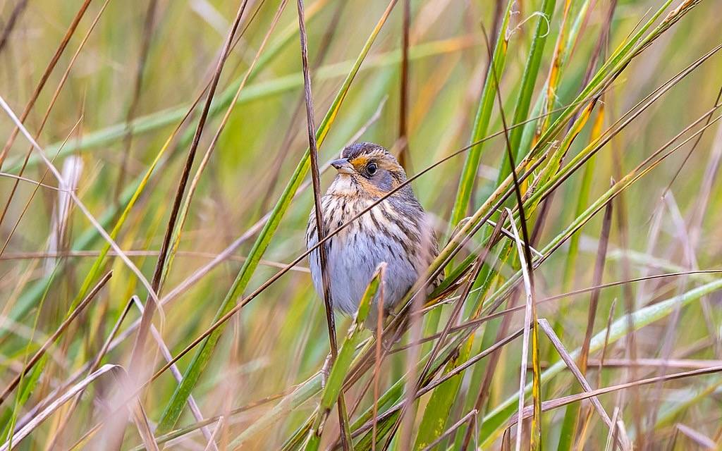 _GTL8668-CR3_DxO_DeepPRIME by gary_leavens is licensed under CC BY-SA 2.0; Jacksonville, FL